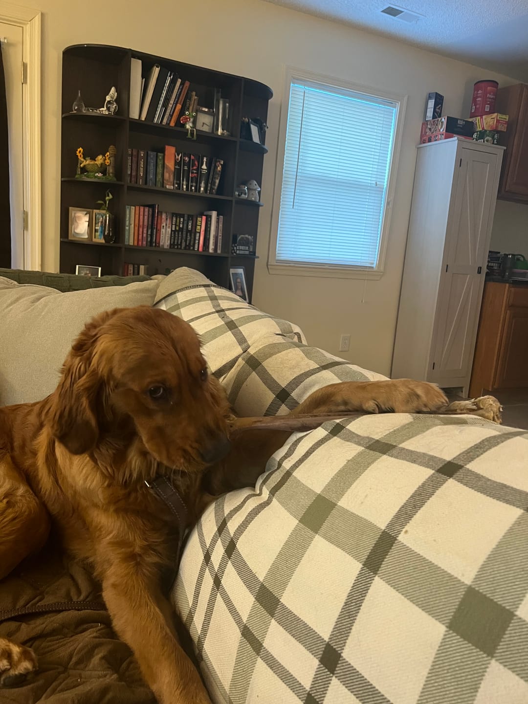 Customer photo review of Ostrich Long Bone (19" x 3.5"): The Ultimate Challenge for Medium, Large & Extra-Large Dogs