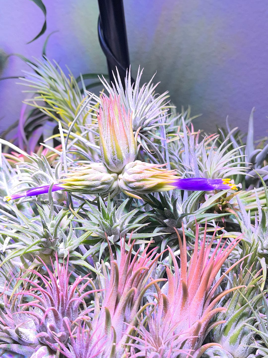 Customer photo review of Tenuifolia Purple Fan  (Stacked Form)