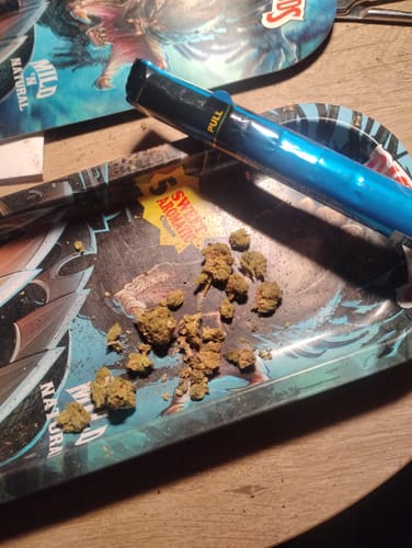 Gelato Mintz - Minis - 28 Grams - Hybrid photo review