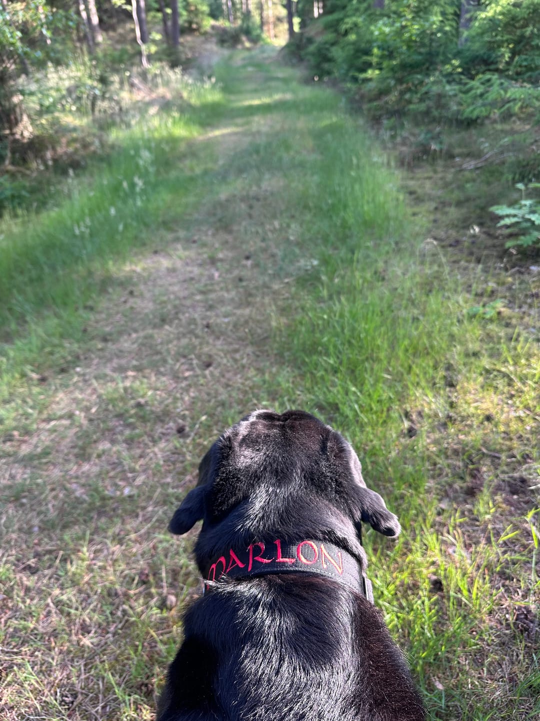 Customer photo review of 4cm Combat® Collar | No Handle & Secure Clip - Black