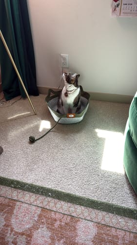 Customer photo review of Instinct Basket | Meet the first research-backed natural territory for indoor cats