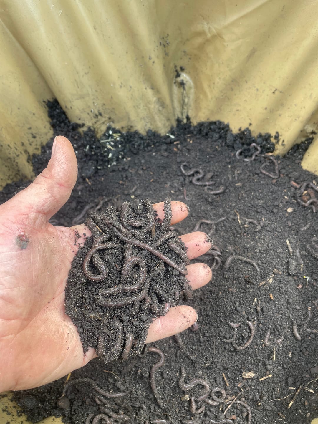 Customer photo review of African Nightcrawlers