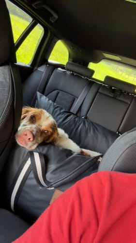 Customer's dog resting comfortably in the black Dog Dock V2, installed on a car's back seat.