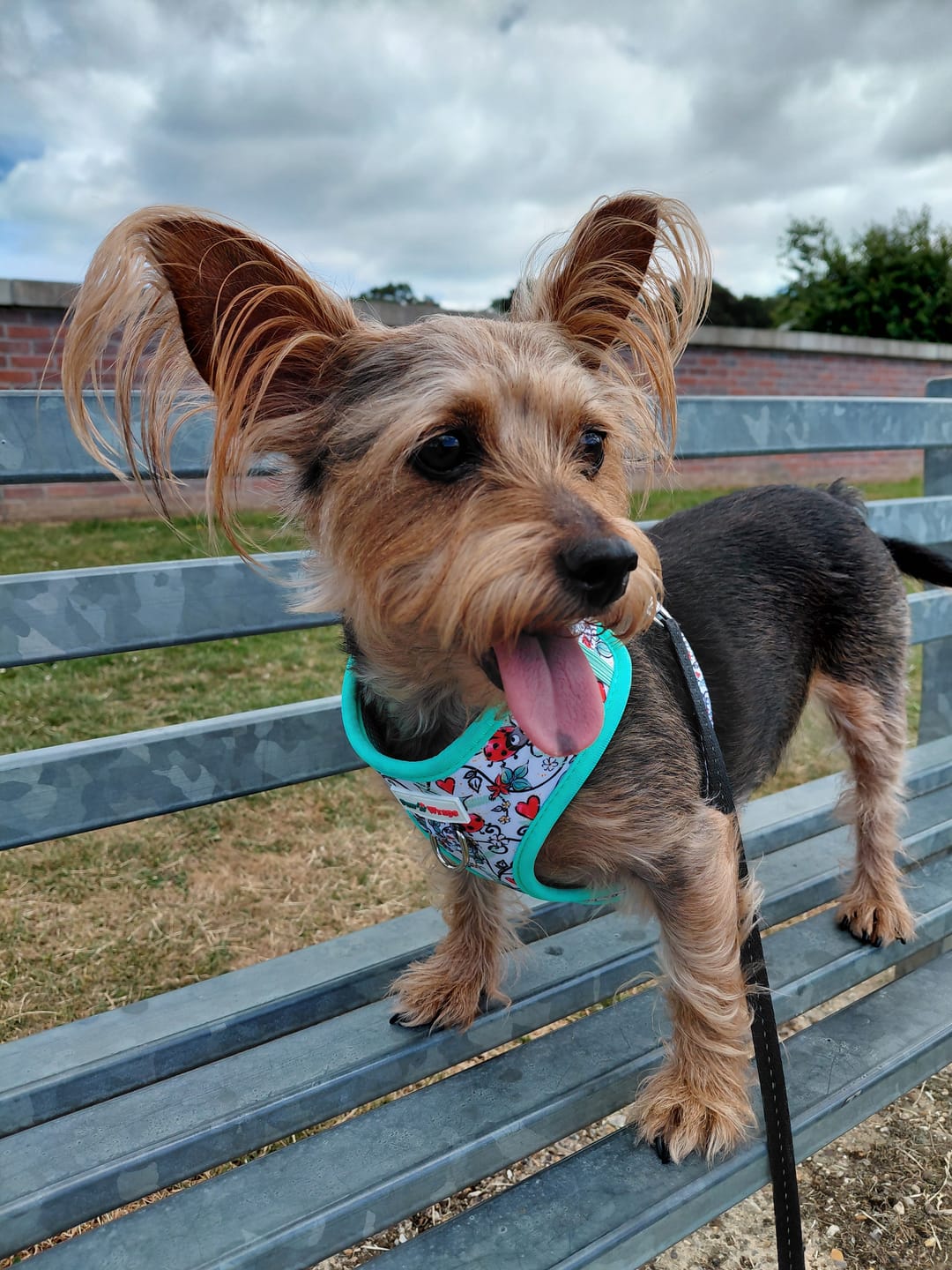 Customer photo review of Lady Bird Love Hearts No-Pull Adjustable Neoprene Dog Harness for Small & Medium Dogs l Paw Wraps
