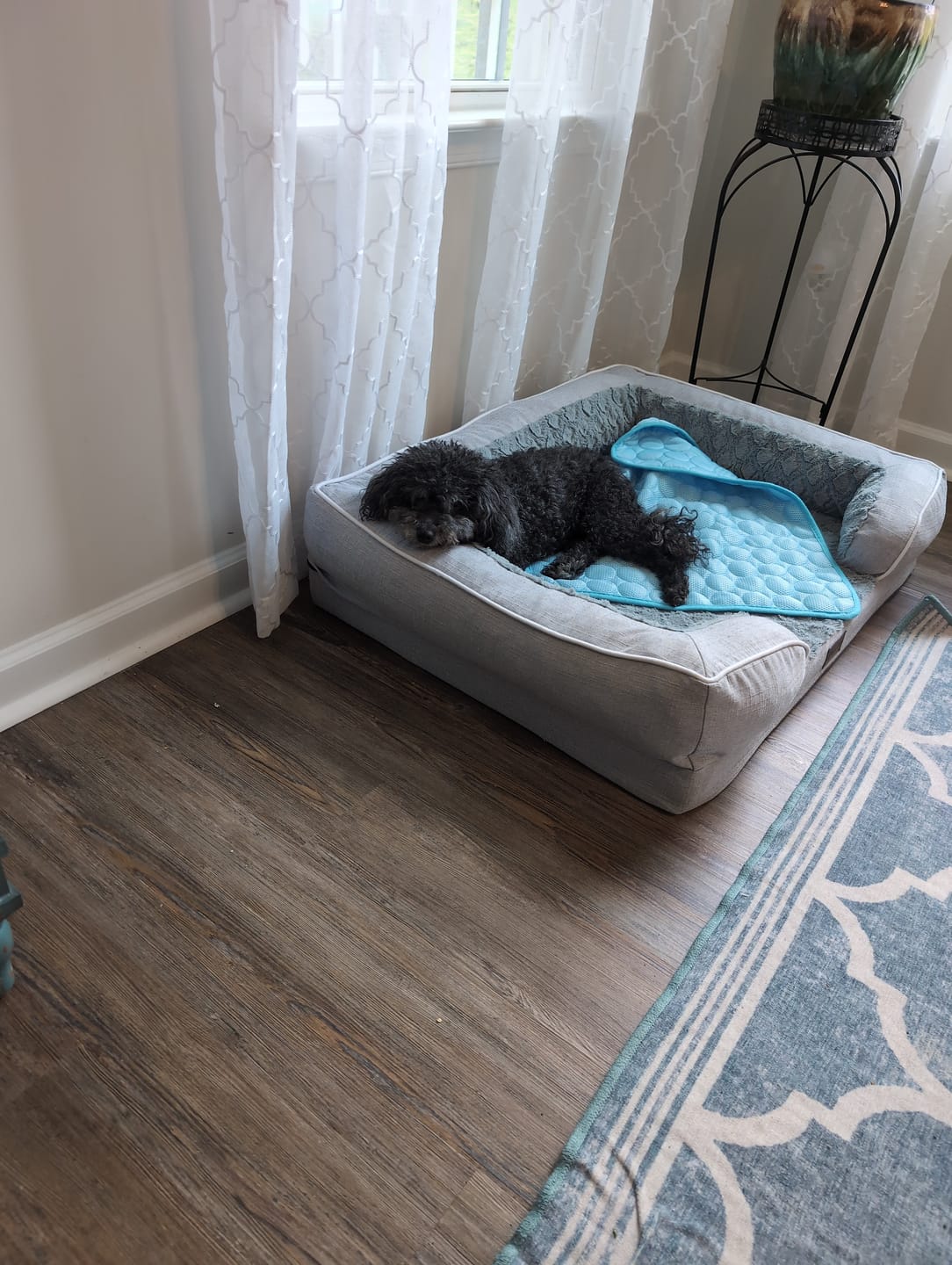 Customer photo review of IcyNap | Ice-Silk Continuous Cooling Dog Cooling Mat