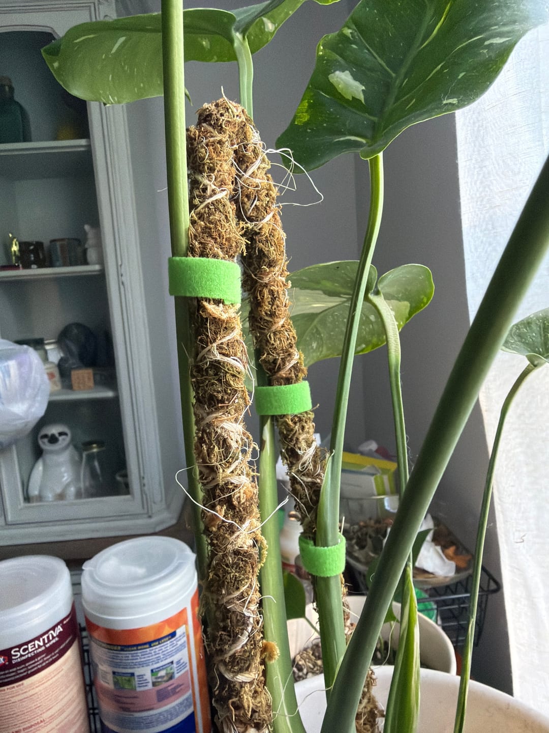 Customer photo review of Reusable Plant Tape