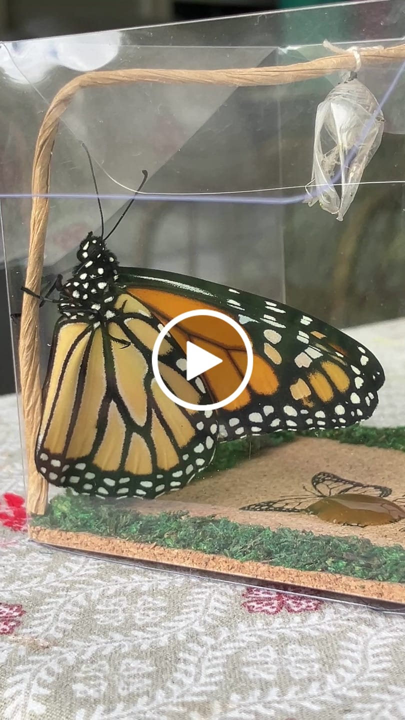 Customer video review of Classic Live Monarch Butterfly Chrysalis Box (Hawaii Only)