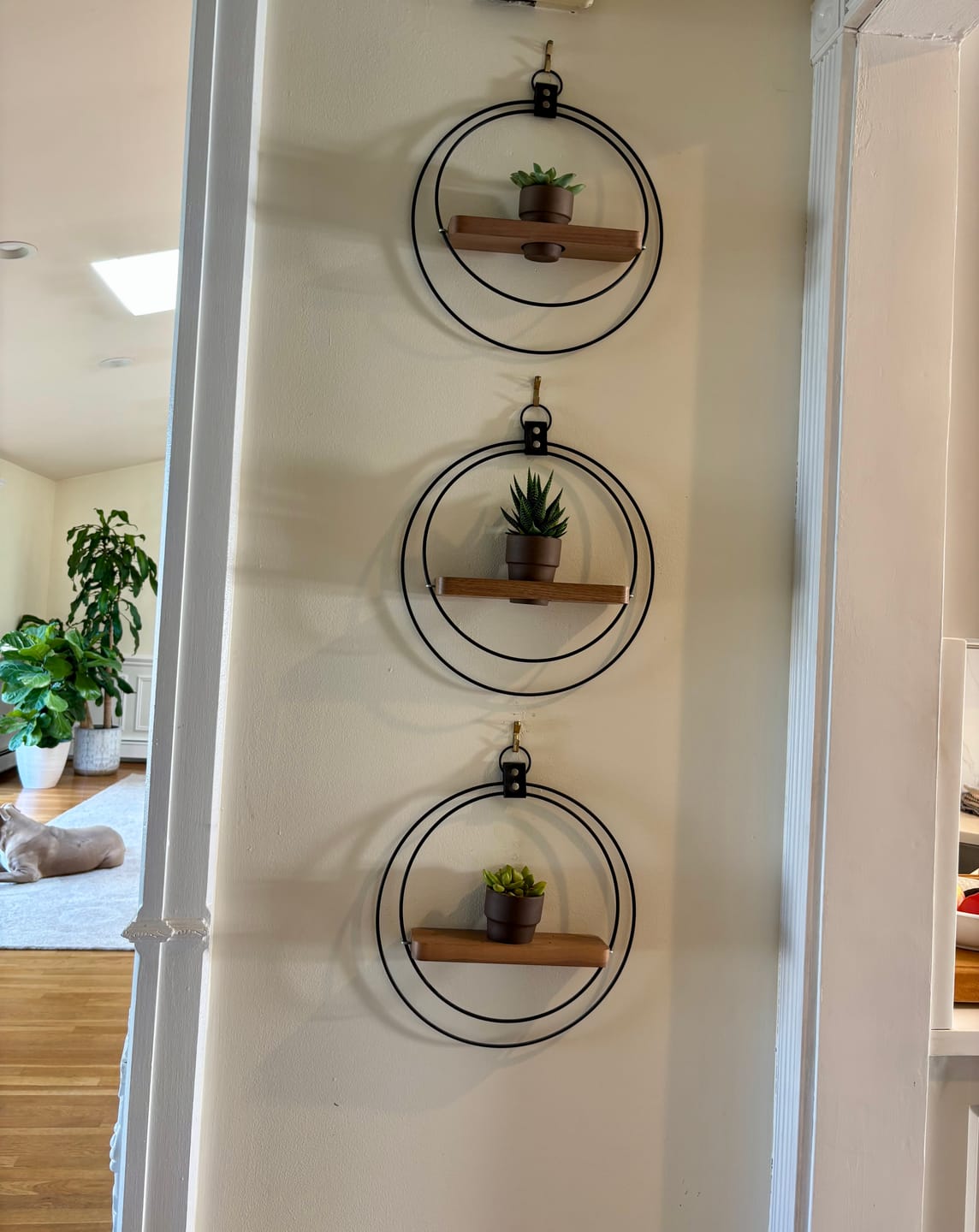 Customer photo review of Air Plant Shelf + Pot Trio