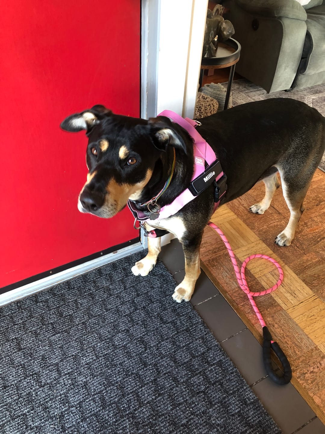 Customer photo review of No-Pull Harness [Free Today]