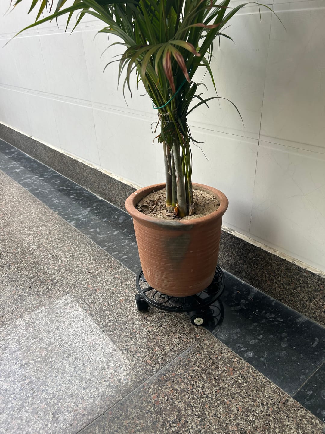 Customer photo review of TryGreen Luna Wheel Rolling Plant Stand for Planters