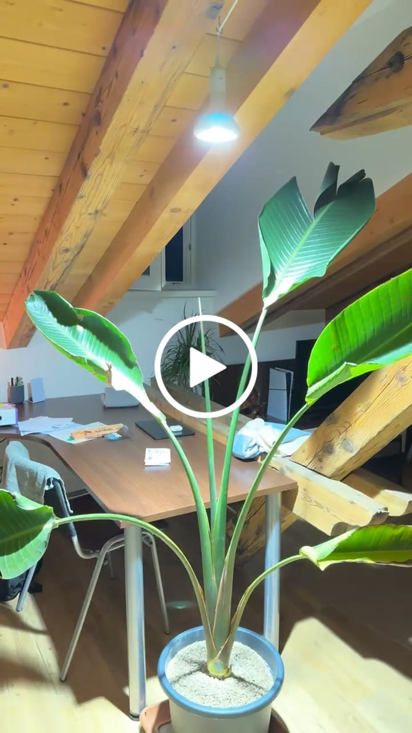 Customer video review of Pianta 30 LED Pflanzenlampe Leuchtmittel