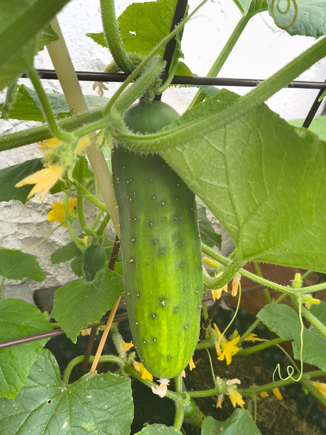 Customer photo review of Freilandgurke ‘Marketmore’, Bio Jungpflanze