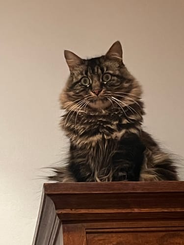 Avis du client : un chat tigré à poil long assis sur un meuble, l'un des trois chats qui apprécient la Pâtée Chat Stérilisé.
