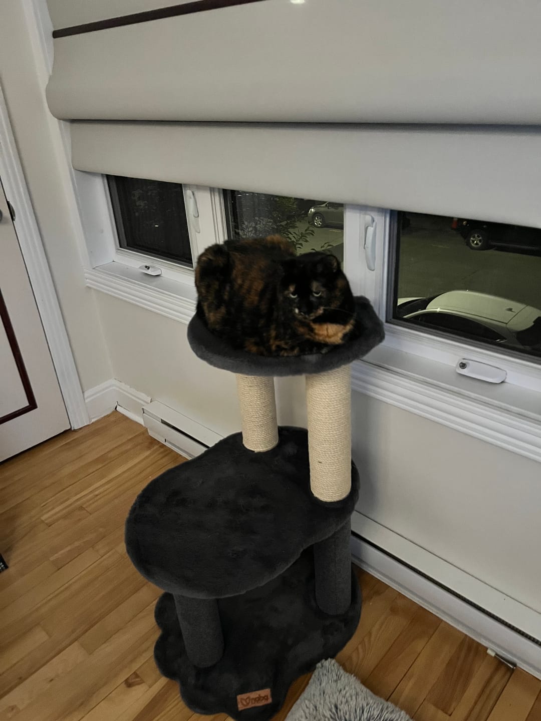 Customer photo review of Relaxation - 2-Level Cat Tree - Grey Faux Fur