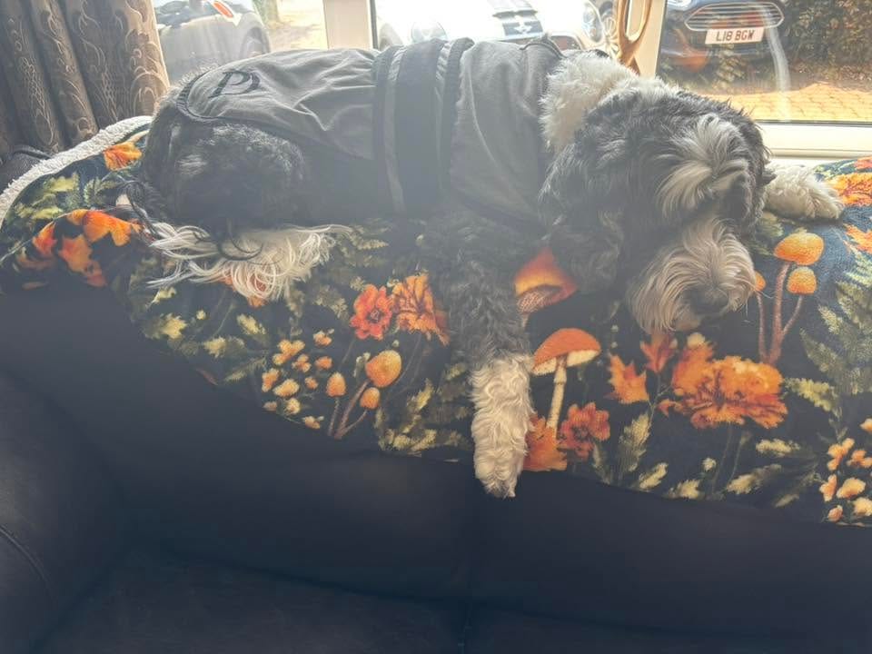 Customer photo review of Luxury Dog Cooling Coat