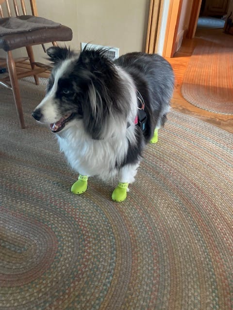 Customer photo review of WagWellies® Sport