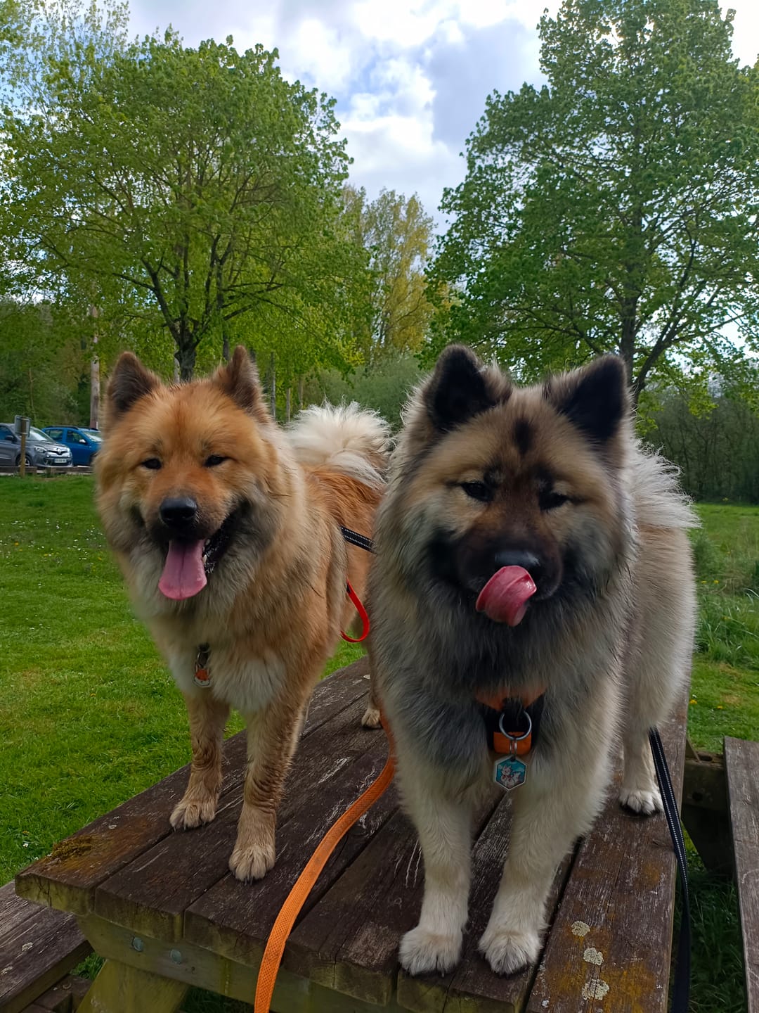 Customer photo review of Mousse Boeuf & Volaille - Chien