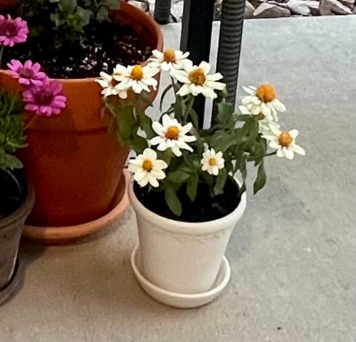Customer photo review of San Ysidro Flower Pot with Saucer