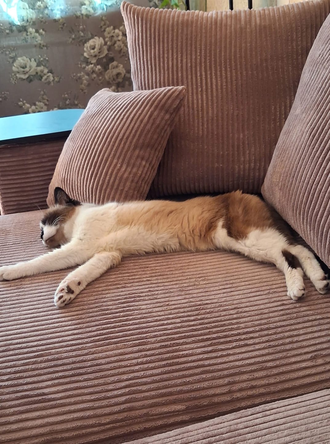 Customer photo review of Kampas “Plush” Cappuccino