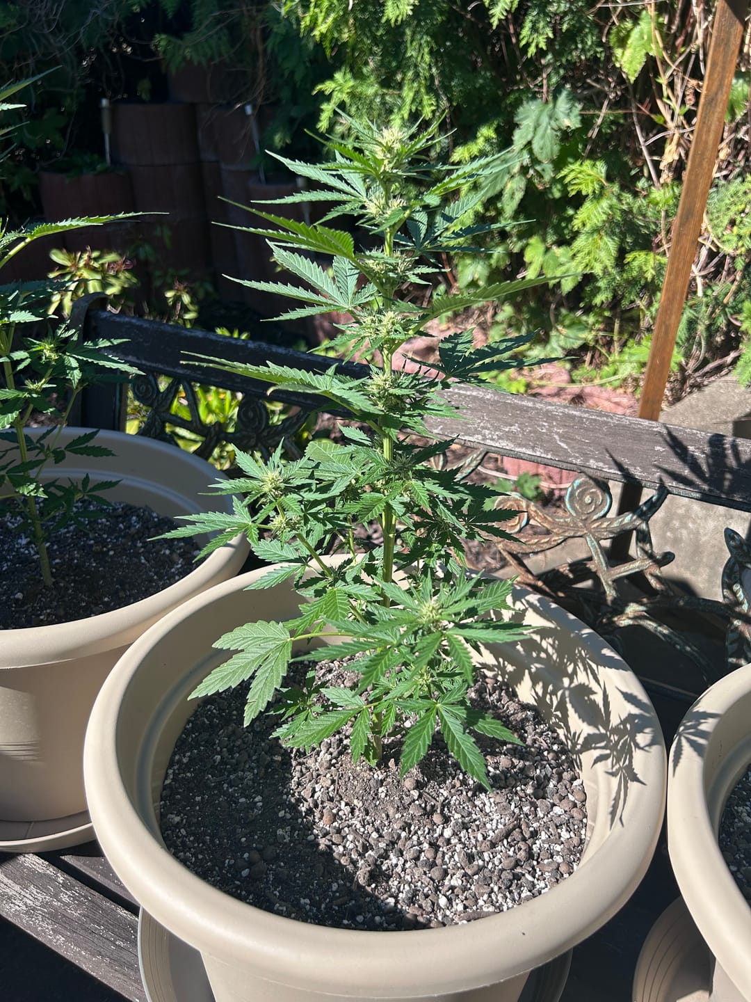 Customer photo review of Bio Hanferde 20L