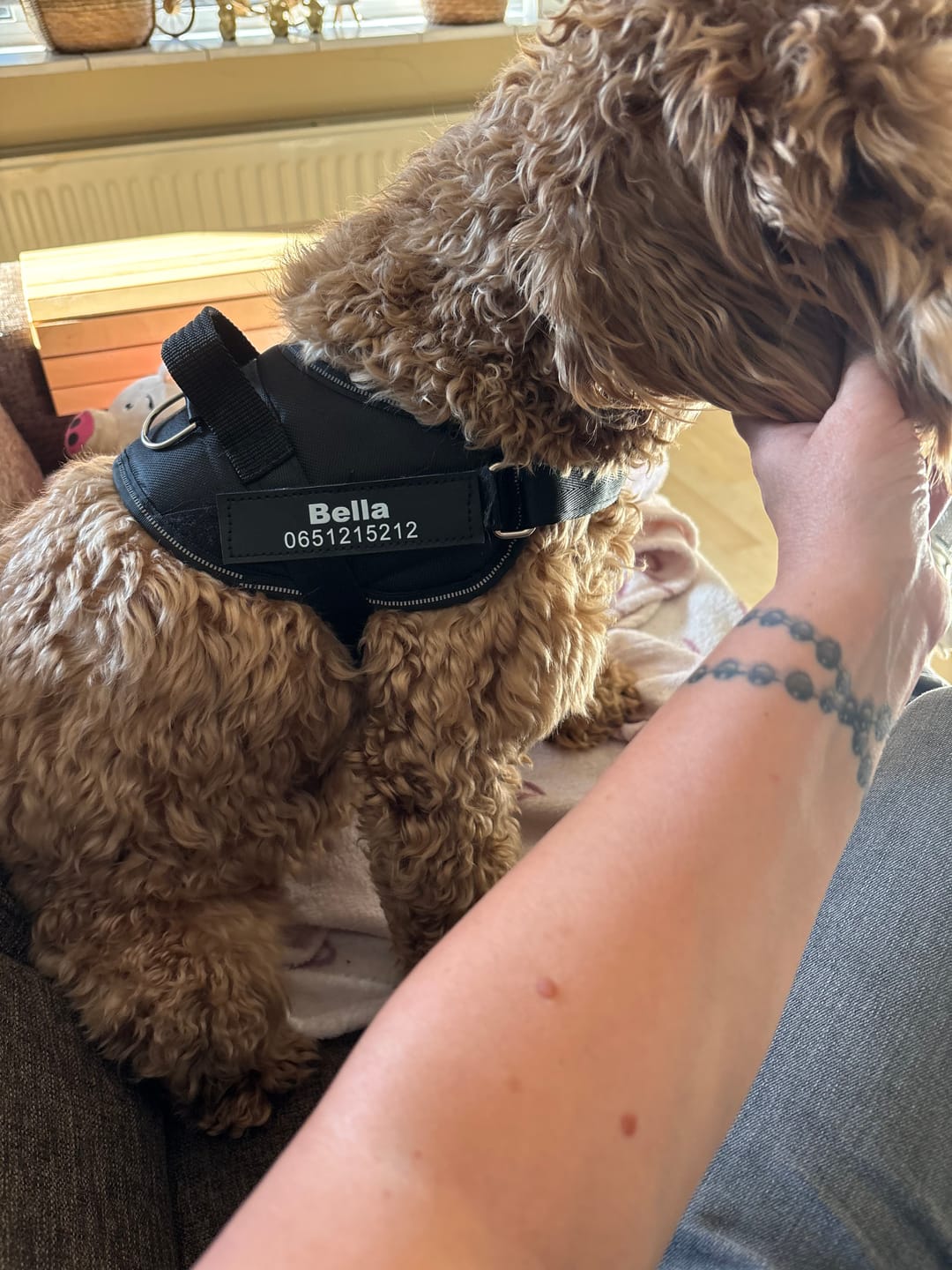 Customer photo review of PawGuard - Gepersonaliseerd Hondentuigje