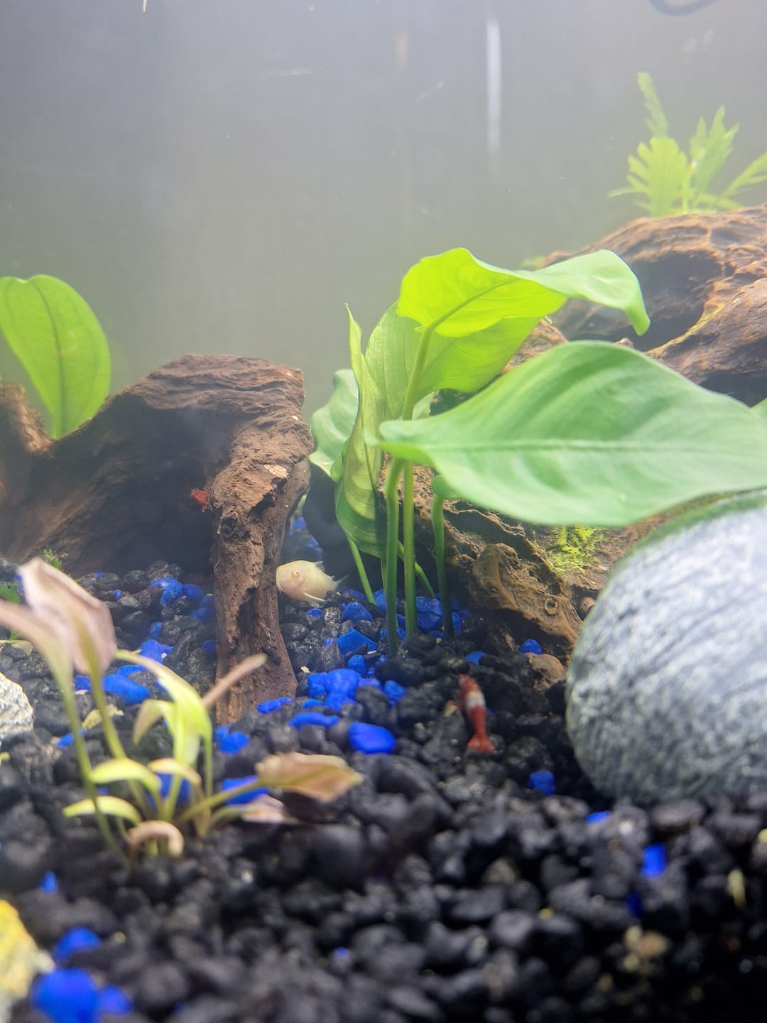 Customer photo review of Red Rili Shrimp