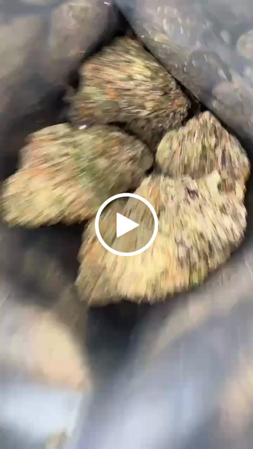 Customer video review of Black Runtz Exotic THCA
