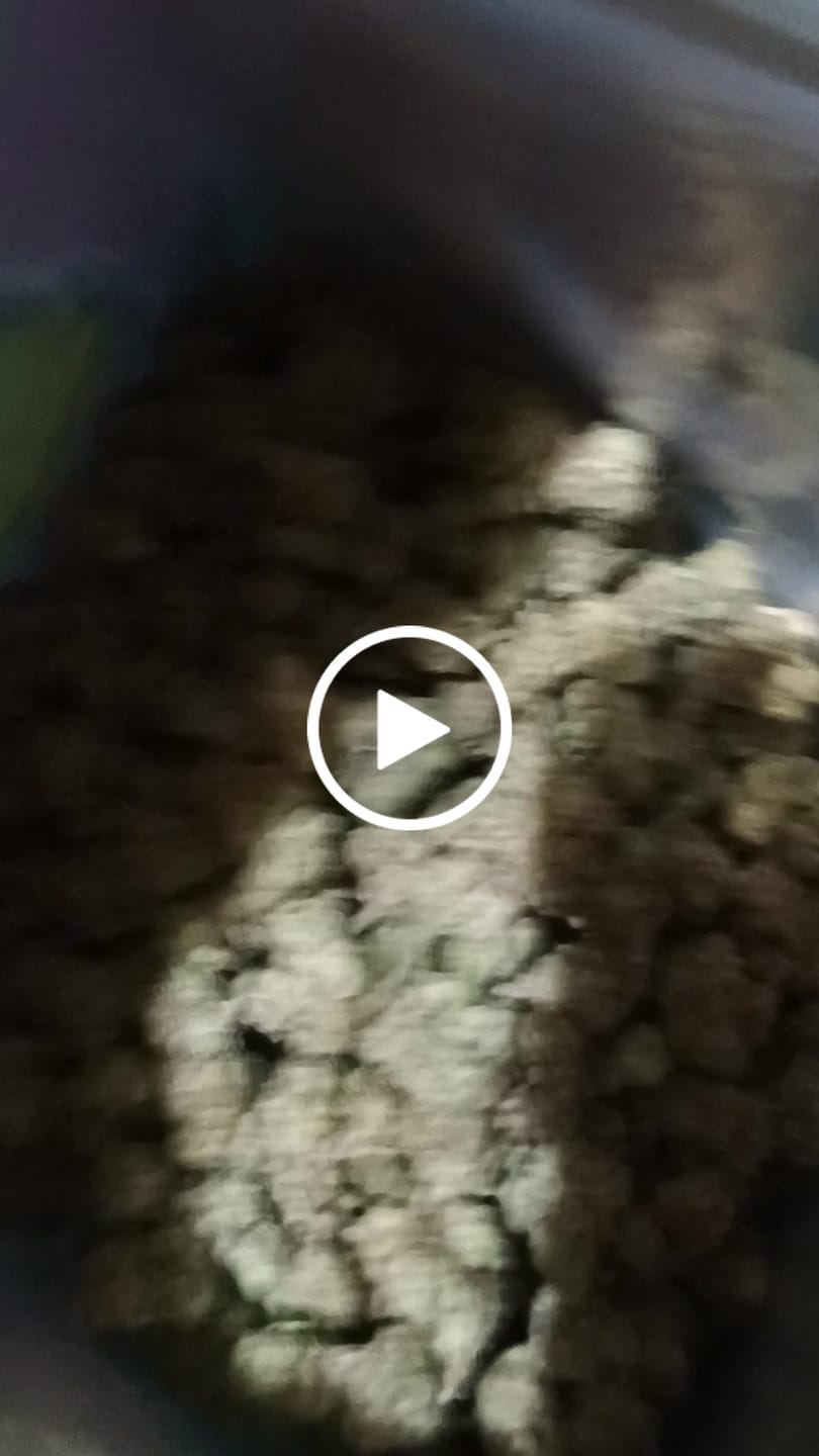 Customer video review of Blueberry Muffins Littles - Bulk Littles - Indica