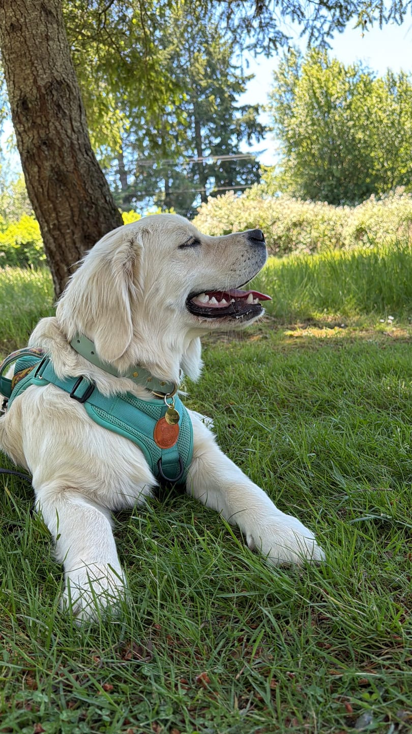 Customer photo review of Adjustable Biothane Quick Release Dog Collar