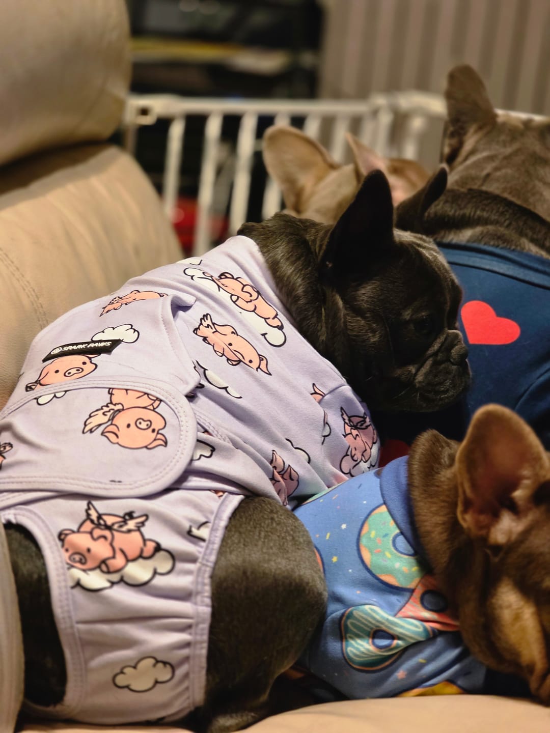 Customer photo review of Dog Surgical Suit - Donuts