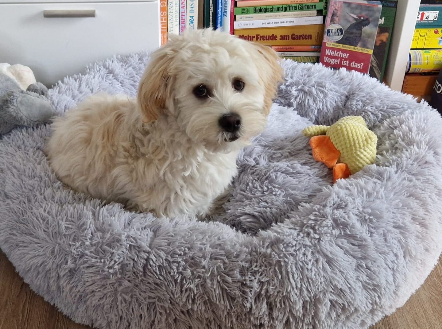Customer photo review of Puppery Hundebett Wolke 7 - Das Original