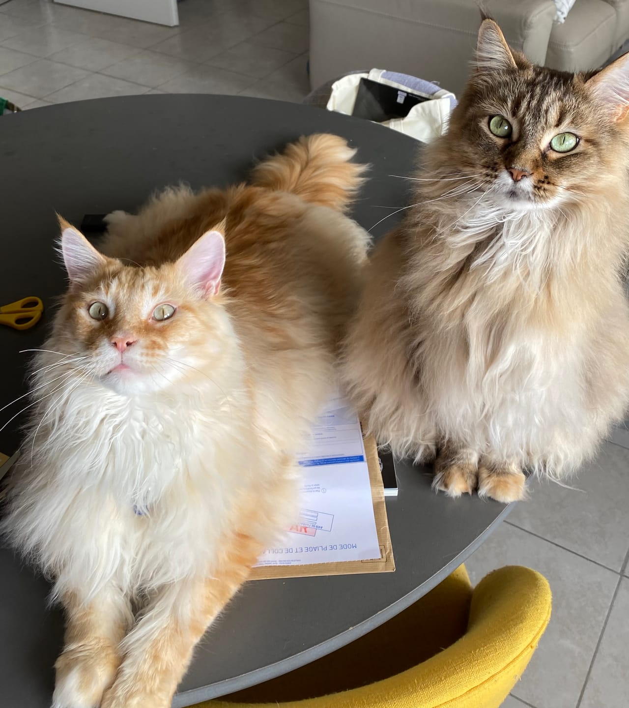 Customer photo review of Friandises Naturelles Immunité et Anti-Démangeaisons Chat