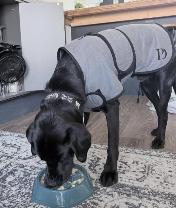 Customer photo review of Luxury Dog Cooling Coat