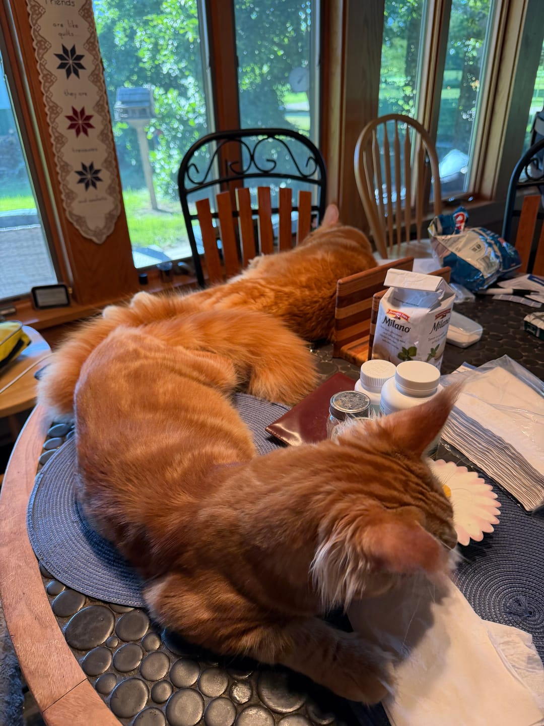 Customer photo review of Self-cleaning Litter Box CS106