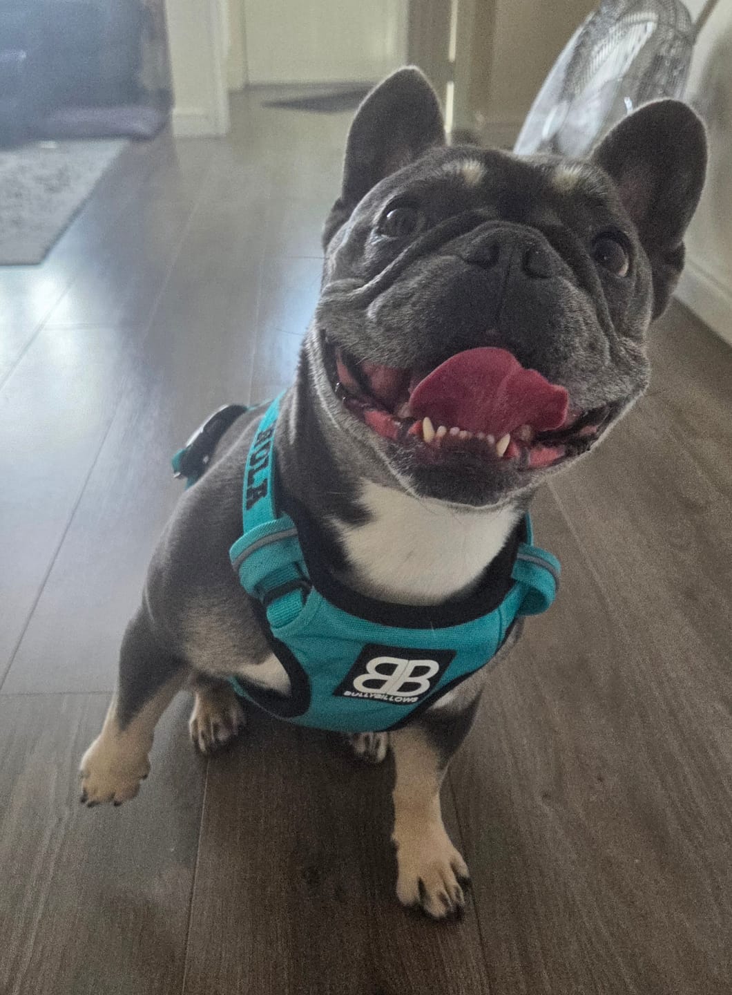 Customer photo review of Comfort Premium Harness | Non Restrictive - Turquoise
