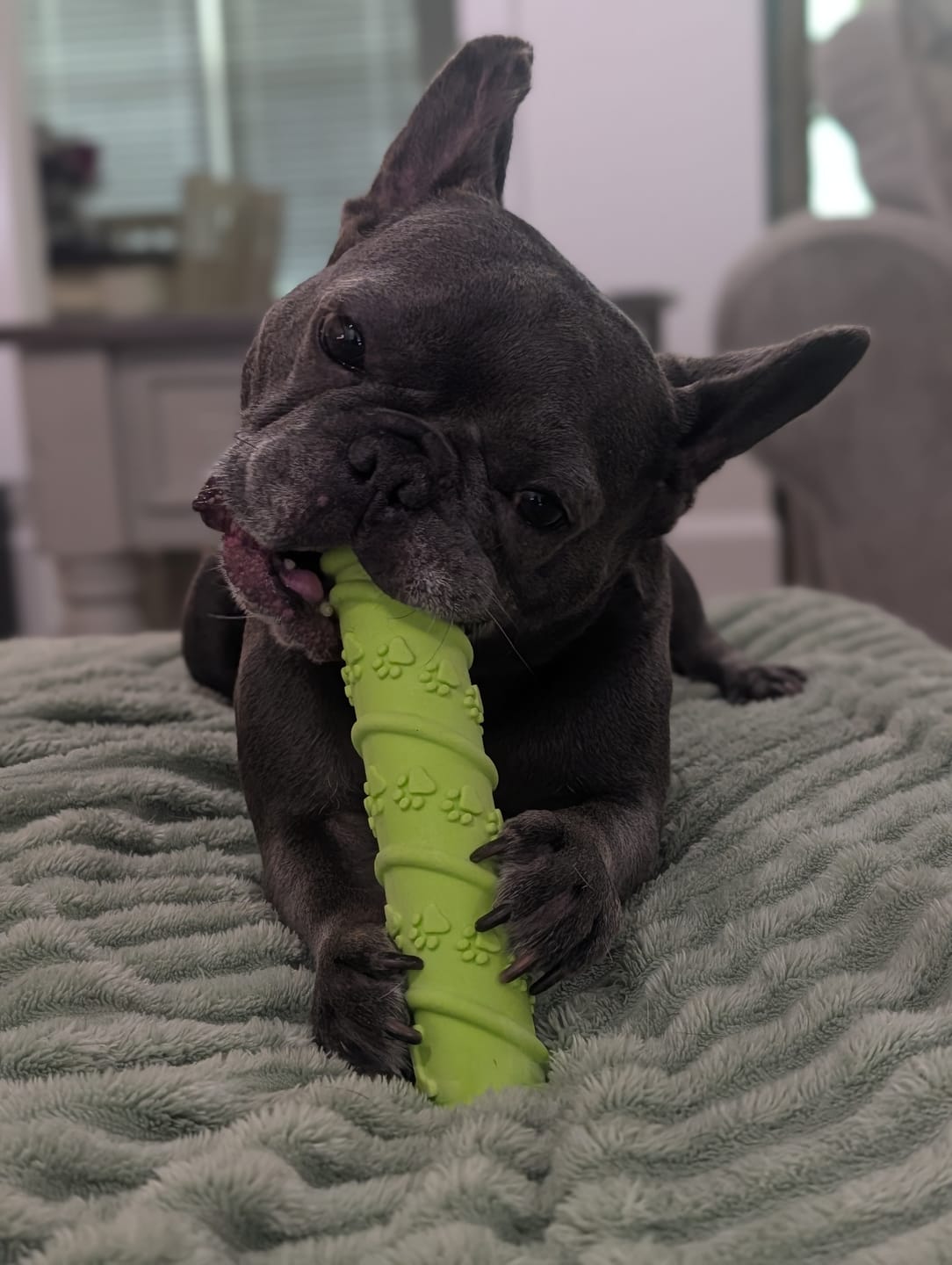 Customer photo review of Gnaw Guard Foam Toys
