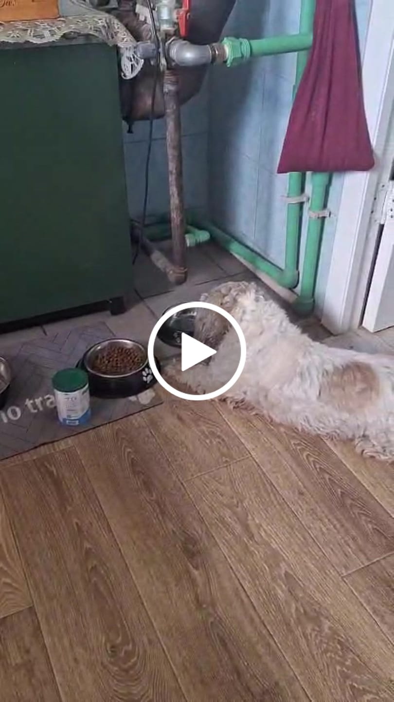 Customer video review of Konservi suņiem ar MEDĪJUMU gaļu, kartupeļiem un burkāniem