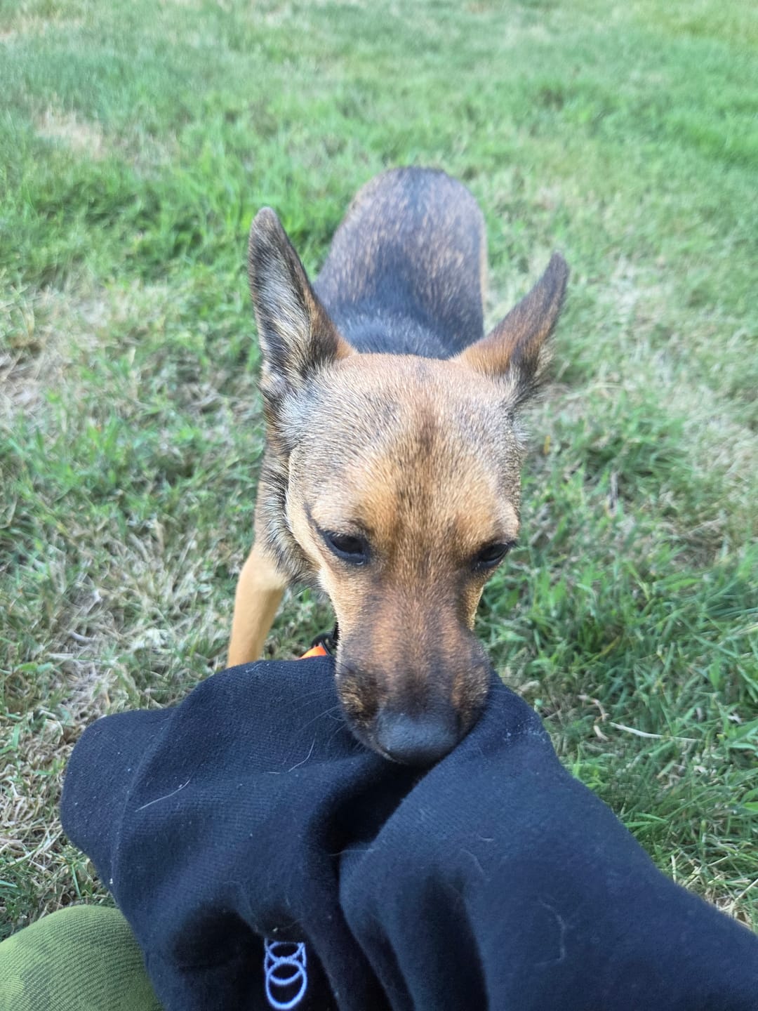 Customer photo review of 5-6 Inch Champion Chew