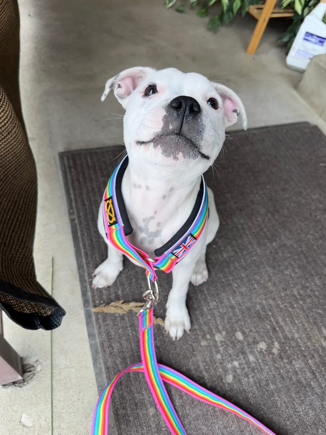 Customer photo review of Staffordshire Bull Terrier 1935® Nylon Leash - Rain Edition - Rainbow - Normal