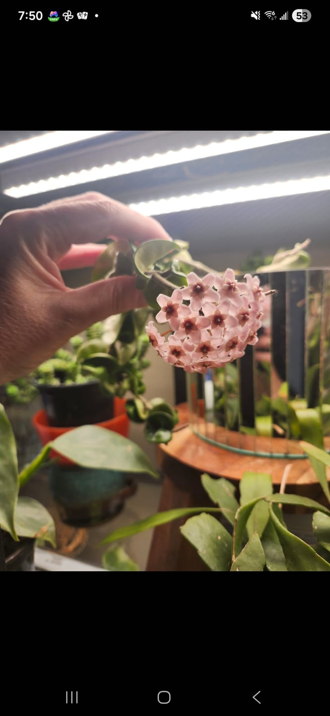 Customer photo review of Kelpy Food for Plants