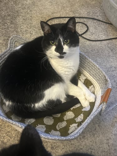 Customer photo review of Instinct Basket | Meet the first research-backed natural territory for indoor cats
