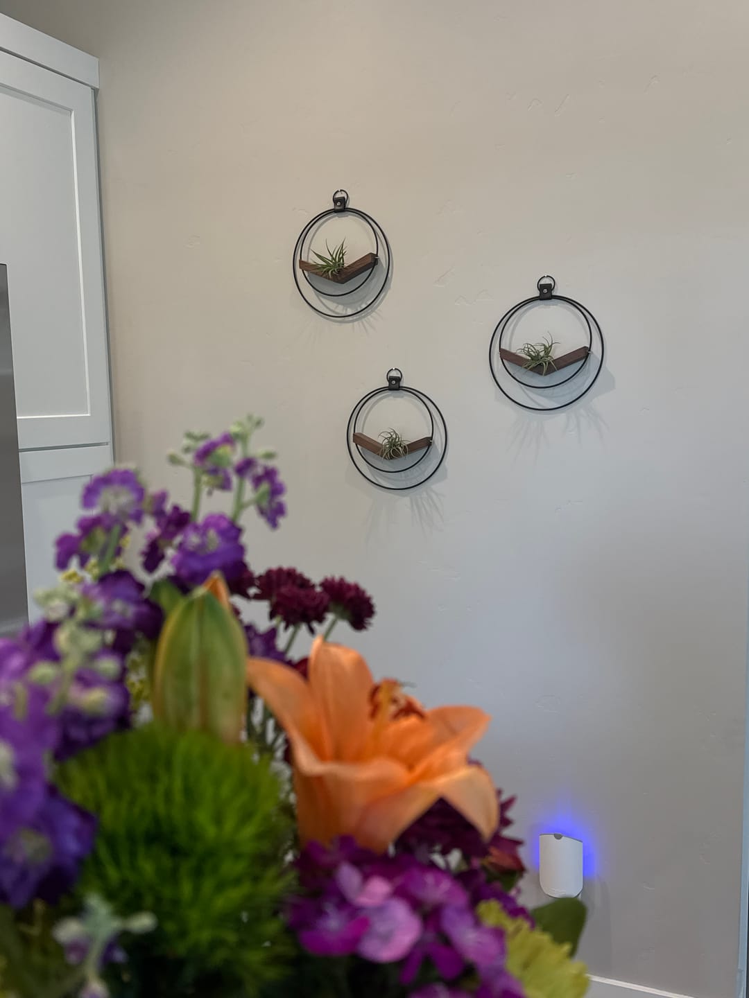 Customer photo review of Air Plant V-Hanger Trio