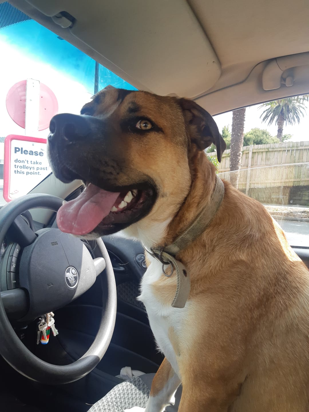 Customer photo review of NexGard SPECTRA for Extra Large Dogs >30kg