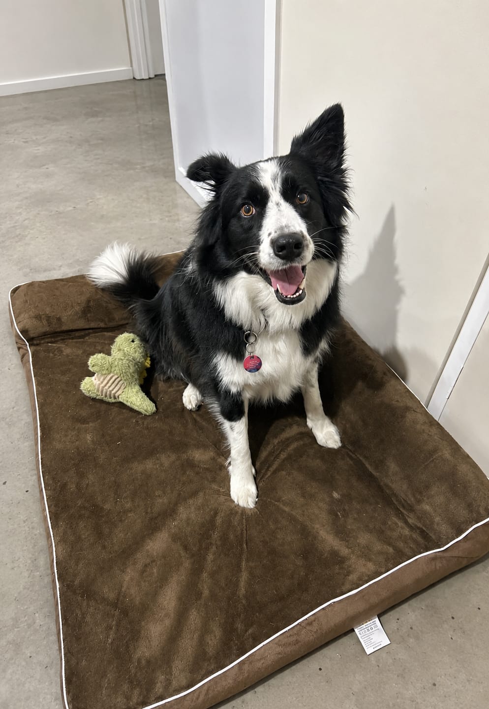 Customer photo review of Orthopedic Dog Bed with Memory Foam Cushion - Washable Cover