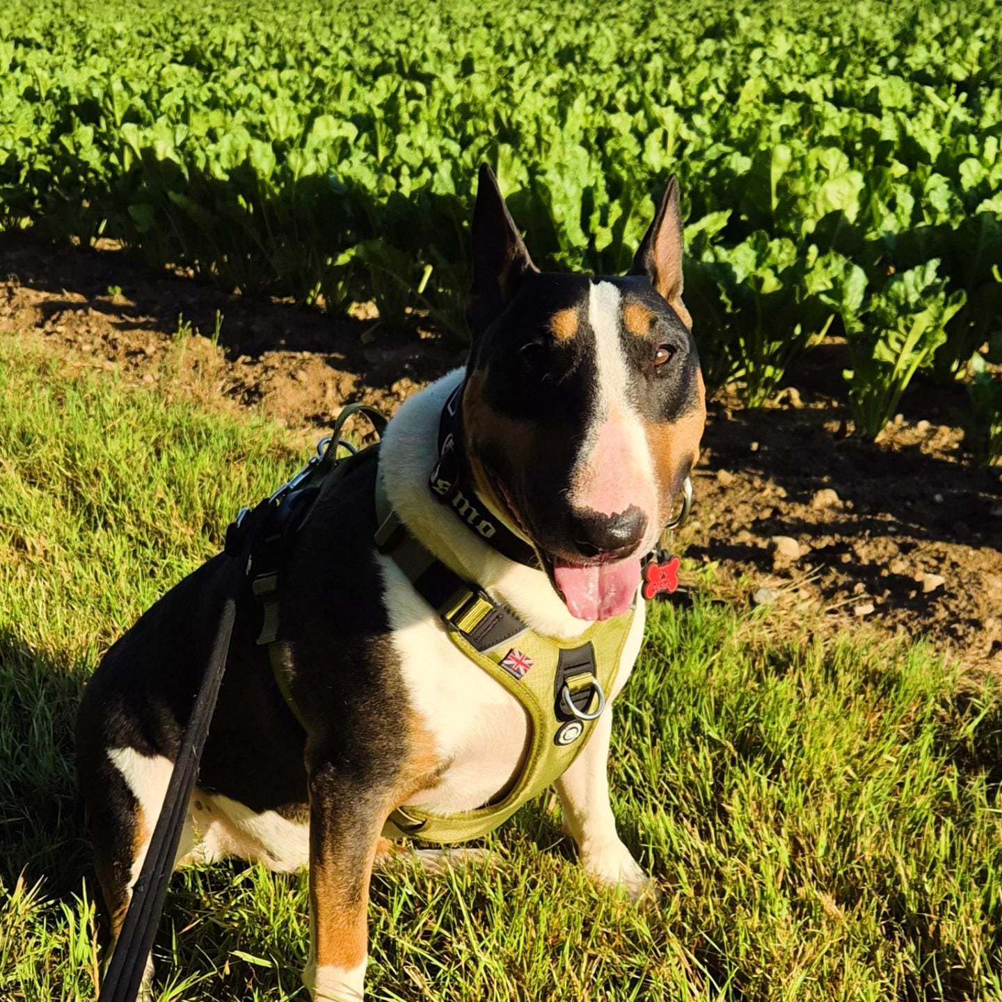 Customer photo review of Anti Pull Hurricane Harness Lighter | With Handle - Olive Green