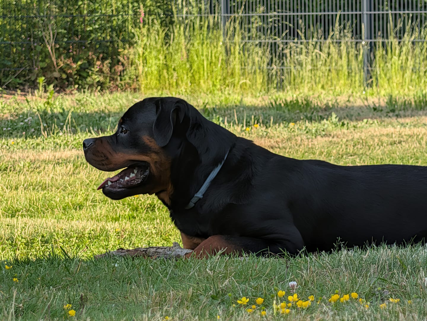 Customer photo review of Allergietest Plus Hund