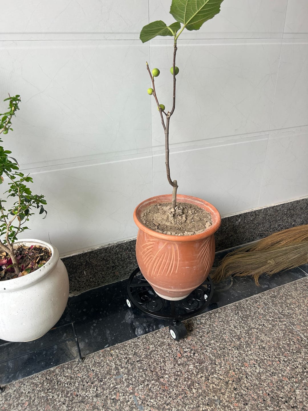 Customer photo review of TryGreen Luna Wheel Rolling Plant Stand for Planters