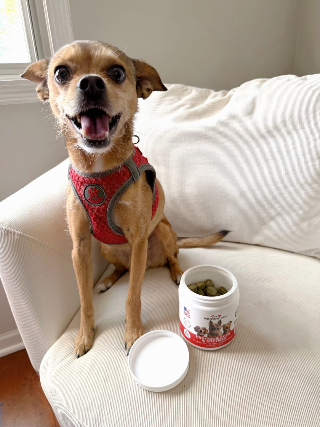 Customer photo review of Pre+Probiotics for Dogs Digestive Health – 120 Soft Chews
