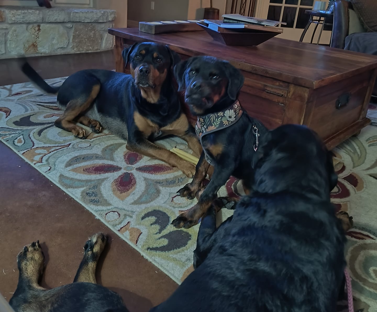 Customer photo review of Daily Preventative Powder - Canine & Cat