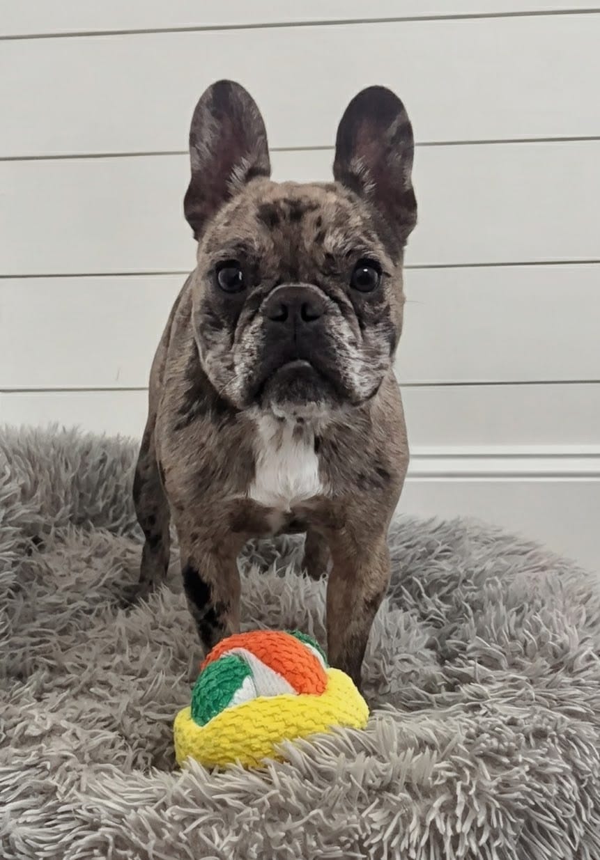 Customer photo review of Stuffies Treat Dispensing Plush Toys